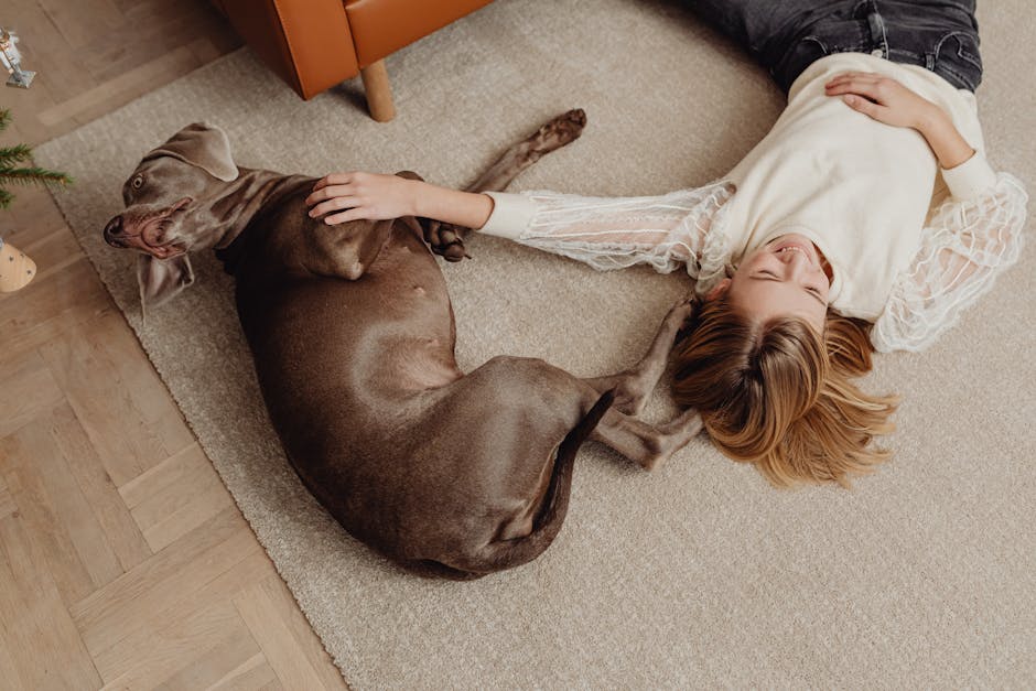 Freshly cleaned rug with a happy pet